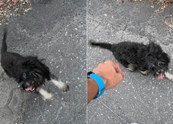 Cachorrinha abandonada segue homem até o trabalho e inicia uma história comovente de adoção