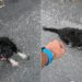 Cachorrinha abandonada segue homem até o trabalho e inicia uma história comovente de adoção