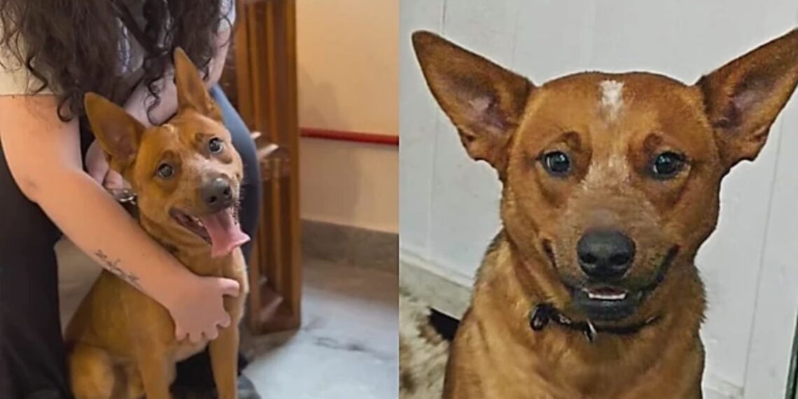 Red Heeler, considerado um dos cães mais inteligentes, busca nova família após mudança na vida dos tutores
