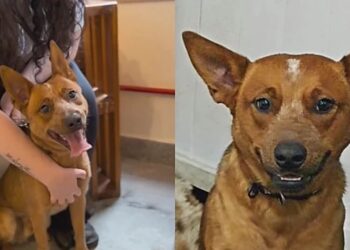 Red Heeler, considerado um dos cães mais inteligentes, busca nova família após mudança na vida dos tutores