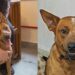 Red Heeler, considerado um dos cães mais inteligentes, busca nova família após mudança na vida dos tutores