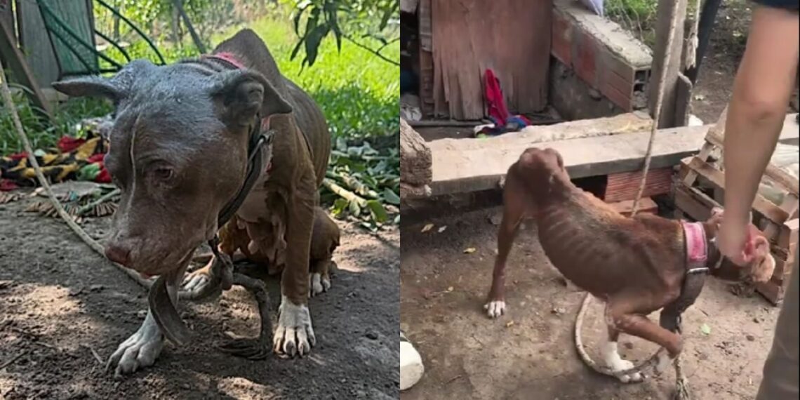 Pitbull é encontrada acorrentada em situação de abandono e emociona ao mostrar sua nova vida
