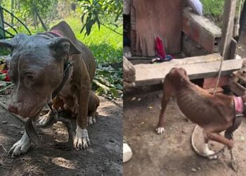 Pitbull é encontrada acorrentada em situação de abandono e emociona ao mostrar sua nova vida