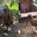 Pitbull é encontrada acorrentada em situação de abandono e emociona ao mostrar sua nova vida