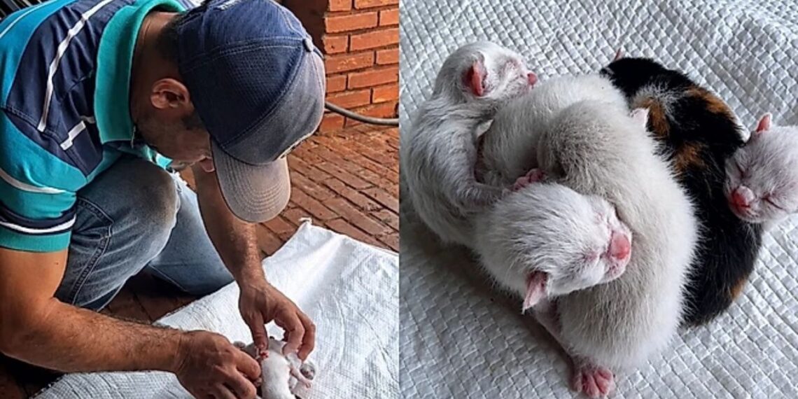 Filhotes de gata nascem com cordões entrelaçados e mobilizam resgate delicado em propriedade rural