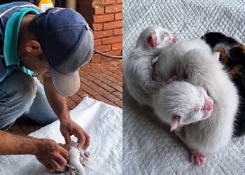 Filhotes de gata nascem com cordões entrelaçados e mobilizam resgate delicado em propriedade rural