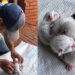 Filhotes de gata nascem com cordões entrelaçados e mobilizam resgate delicado em propriedade rural