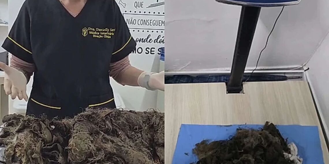 Cachorrinha abandonada é encontrada com quilos de pelos embolados e comove cuidadores