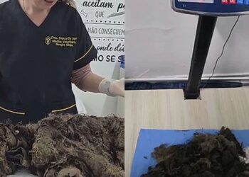 Cachorrinha abandonada é encontrada com quilos de pelos embolados e comove cuidadores