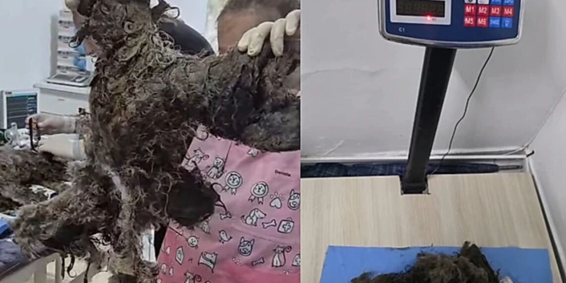 Cachorrinha abandonada é encontrada com quilos de pelos embolados e comove cuidadores