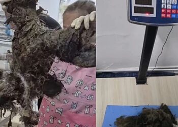 Cachorrinha abandonada é encontrada com quilos de pelos embolados e comove cuidadores