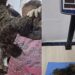 Cachorrinha abandonada é encontrada com quilos de pelos embolados e comove cuidadores