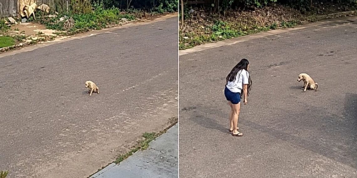 Cão ferido cruza a cidade em busca de socorro e emociona ao escolher a pessoa certa