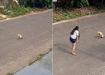 Cão ferido cruza a cidade em busca de socorro e emociona ao escolher a pessoa certa