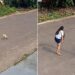 Cão ferido cruza a cidade em busca de socorro e emociona ao escolher a pessoa certa