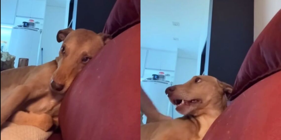 Cachorro de rua conquista fotógrafo e faz ele quebrar todas as regras rígidas do próprio apartamento
