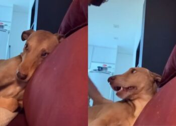 Cachorro de rua conquista fotógrafo e faz ele quebrar todas as regras rígidas do próprio apartamento