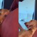 Cachorro de rua conquista fotógrafo e faz ele quebrar todas as regras rígidas do próprio apartamento
