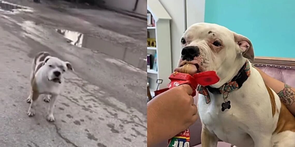 Cachorro ridicularizado por sua aparência escapa da eutanásia e ganha nova chance de viver