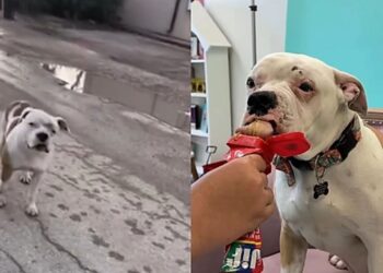 Cachorro ridicularizado por sua aparência escapa da eutanásia e ganha nova chance de viver