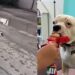 Cachorro ridicularizado por sua aparência escapa da eutanásia e ganha nova chance de viver
