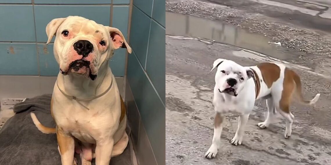 Cachorro ridicularizado por sua aparência escapa da eutanásia e ganha nova chance de viver