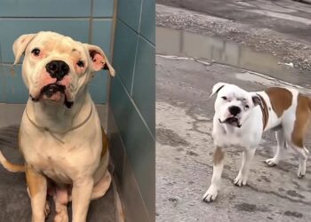 Cachorro ridicularizado por sua aparência escapa da eutanásia e ganha nova chance de viver