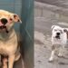 Cachorro ridicularizado por sua aparência escapa da eutanásia e ganha nova chance de viver
