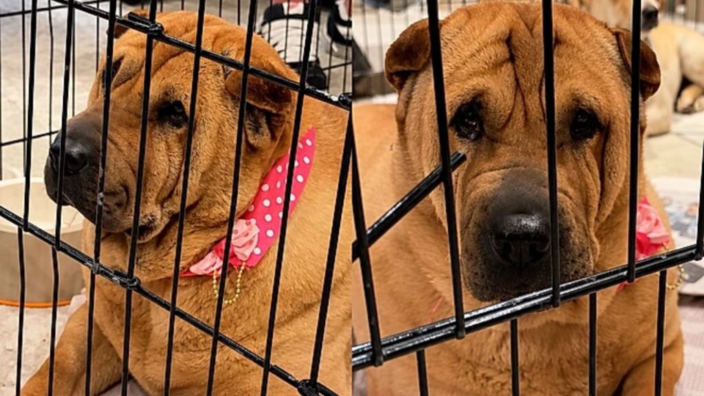 pet-72-1024x576 A cadela Sharpei que chegou toda arrumada para ser adotada e ninguém escolheu levar para casa