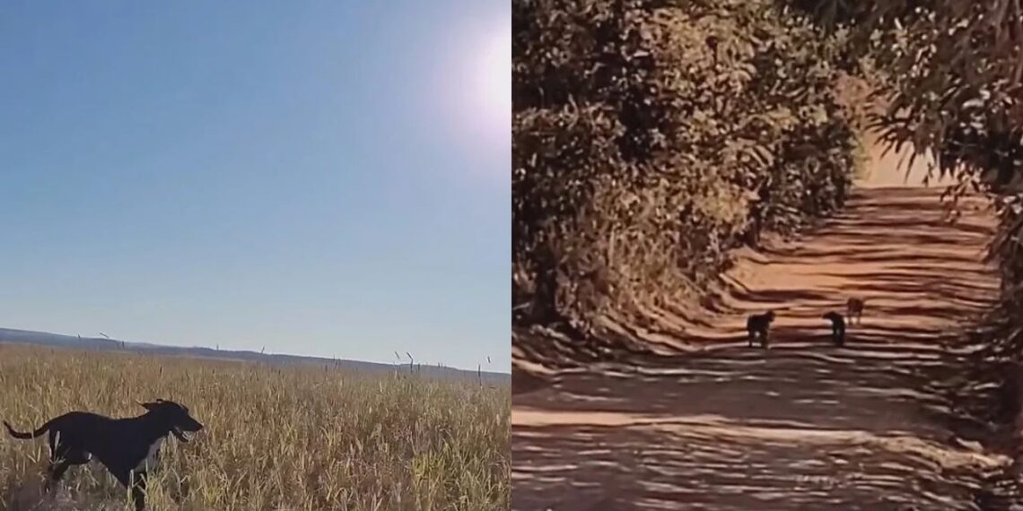 Três cachorros seguiram um ciclista por 15 km e a despedida emocionou a internet