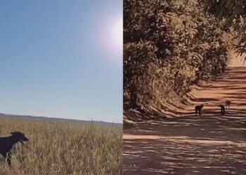 Três cachorros seguiram um ciclista por 15 km e a despedida emocionou a internet