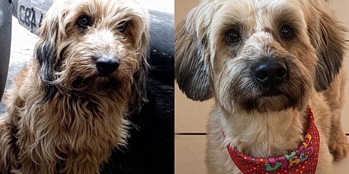 Cachorrinha ignorada em feiras de adoção encontra esperança graças à internet