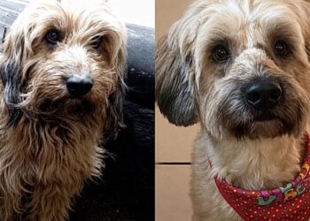 Cachorrinha ignorada em feiras de adoção encontra esperança graças à internet