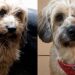 Cachorrinha ignorada em feiras de adoção encontra esperança graças à internet