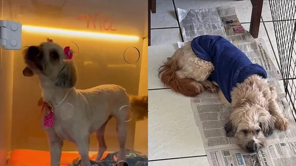 Ela esperou por uma família durante meses e acabou encontrando ajuda onde menos imaginava
