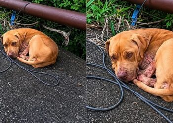 Cachorrinha encontrada à beira da estrada ganha nova vida após resgate emocionante