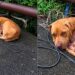 Cachorrinha encontrada à beira da estrada ganha nova vida após resgate emocionante
