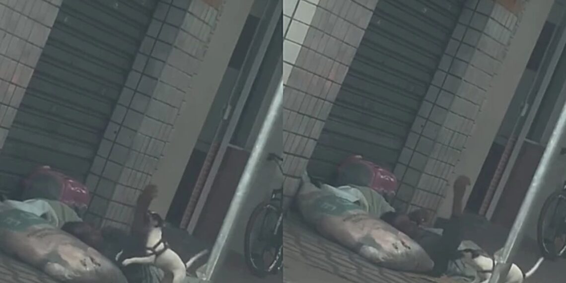 Cachorro de morador de rua emociona ao demonstrar uma lealdade que não tem preço