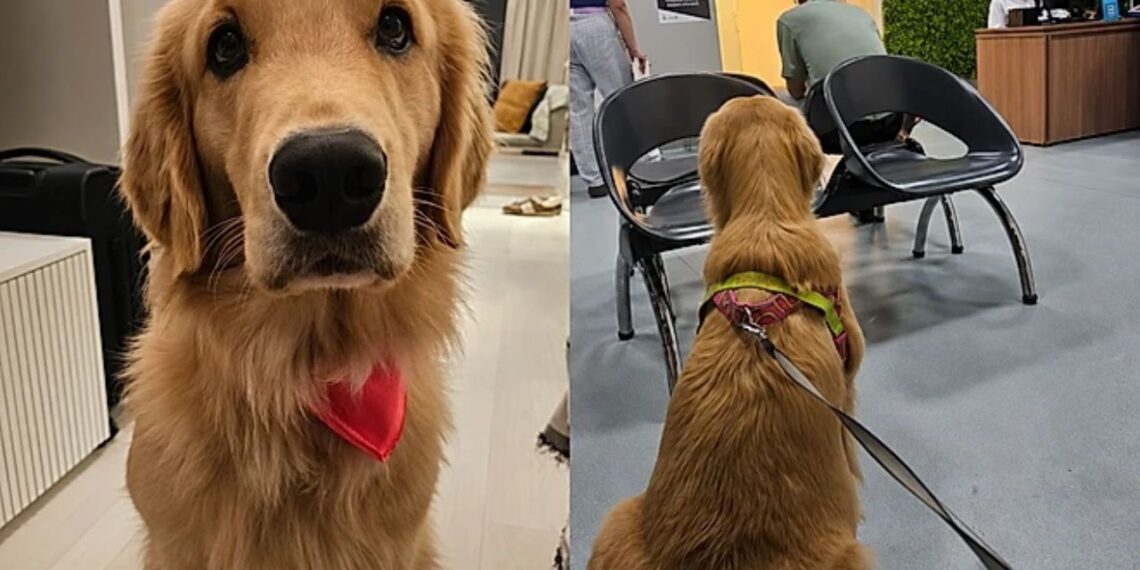 “Genética surpreende”: ninhada de Golden Retriever nasce com cores diferentes e intriga tutores