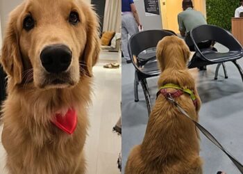 “Genética surpreende”: ninhada de Golden Retriever nasce com cores diferentes e intriga tutores