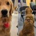 “Genética surpreende”: ninhada de Golden Retriever nasce com cores diferentes e intriga tutores