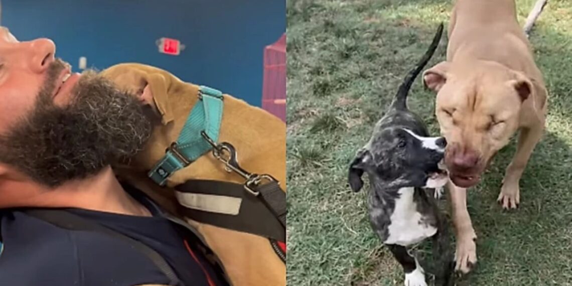 “Castigado por ser dócil”: pitbull usado em rinhas perde a visão e encontra amor verdadeiro