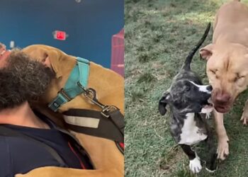 “Castigado por ser dócil”: pitbull usado em rinhas perde a visão e encontra amor verdadeiro