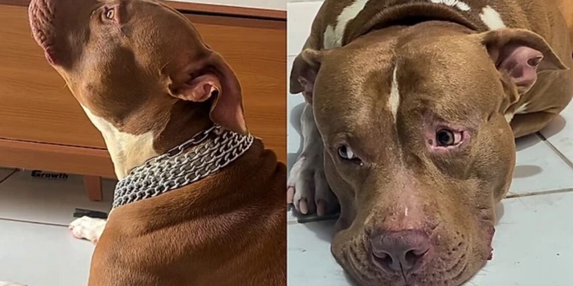 “Ele não parou de chorar”: pitbull entra em luto após desaparecimento de gata amiga