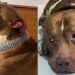 “Ele não parou de chorar”: pitbull entra em luto após desaparecimento de gata amiga