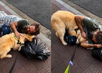 Golden retriever emociona ao consolar homem em situação de rua com gesto de puro carinho