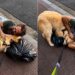 Golden retriever emociona ao consolar homem em situação de rua com gesto de puro carinho