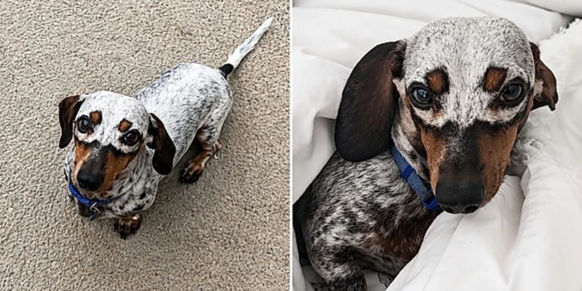 Cadela desenvolve máscara natural no rosto e visual surpreende milhões na internet