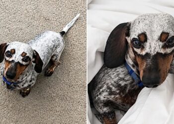 Cadela desenvolve máscara natural no rosto e visual surpreende milhões na internet