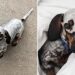 Cadela desenvolve máscara natural no rosto e visual surpreende milhões na internet